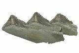 Bizarre Shark (Edestus) Jaw Section with Teeth - Carboniferous #269659-1